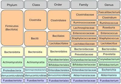 Unraveling the gut microbiome’s contribution to pancreatic ductal adenocarcinoma: mechanistic insights and therapeutic perspectives